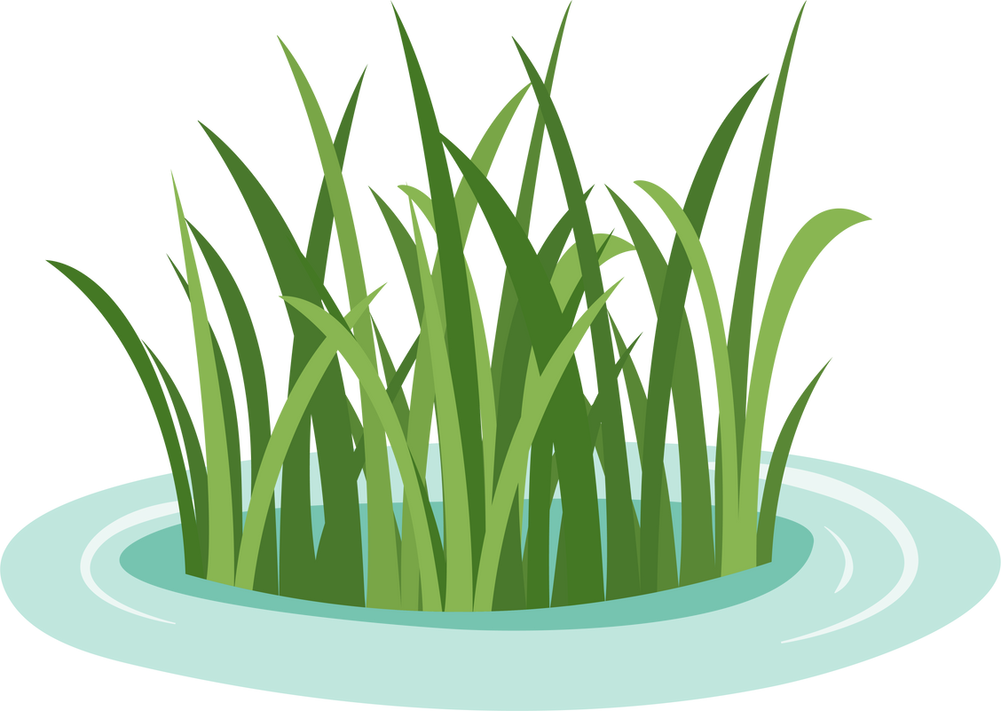 Swamp Grass